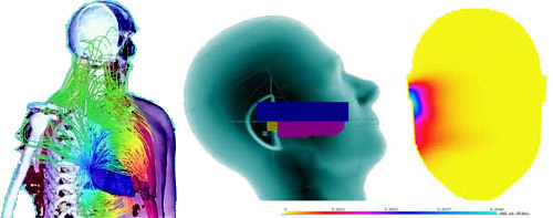 Visualisations of EMF in anatomical models